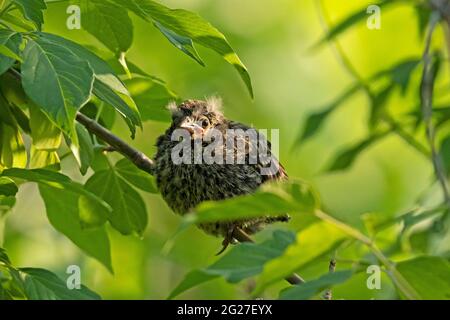 Red-alinged Blackbird fledgling, (Agelaius phoeniceus), uccello, arroccato sul ramo dell'albero Foto Stock