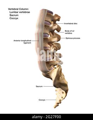 Rendering 3D della colonna vertebrale, del sacro e del coccice, con etichette. Foto Stock