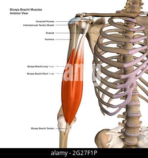 Rendering 3D di muscoli bicepiti brachii isolati in vista anteriore con le lable. Foto Stock