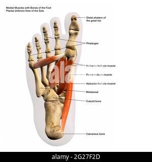 Rendering 3D dei muscoli e delle ossa mediali del piede umano, con etichette. Foto Stock