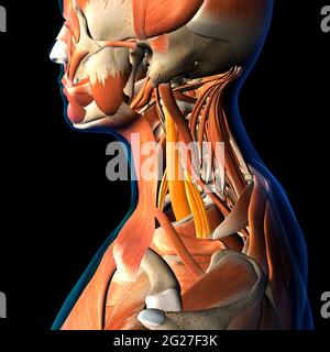 Muscoli del collo del cuoio capelluto evidenziati all'interno del sistema muscolare, su sfondo nero. Foto Stock