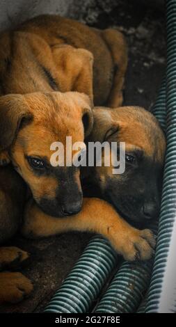 carino marrone doberman cuccioli pinscher rilassante e aggrappato l'uno all'altro Foto Stock