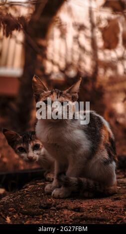 due bellissimi gatti misti che si affacciano sulla macchina fotografica da un giardino sul retro Foto Stock