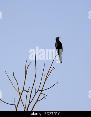 uccello di acqua nera che perching sulla cima di un ramo di albero essiccato durante il giorno in uno sfondo di cielo chiaro Foto Stock