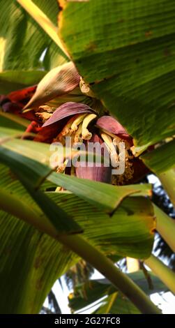 foto di un grande bel fiore di una pianta di banana visto in parte tra foglie di banana Foto Stock