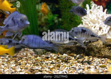 Gruppo di pesci blu acquario cichlidi delfini sullo sfondo di alghe verdi di acquario. Immersioni tra pesci esotici. Nuoto per l'alimentazione. Foto Stock