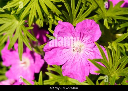 Fiore della becco rosso-sangue, geranio sanguineum. Primo piano del fiore della pianta. Foto Stock