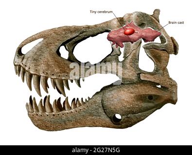 Tyrannosaurus rex cranio e cervello. Foto Stock