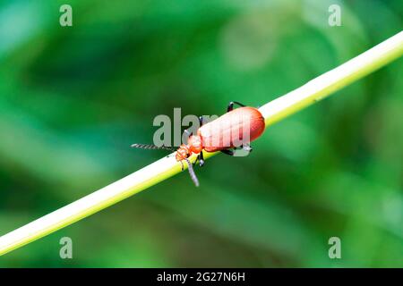 Scarabeo rosso fuoco, Pirocroidi. Beetle si siede su una lama d'erba in un ambiente naturale. Primo piano dell'insetto. Foto Stock
