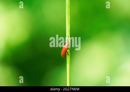 Scarabeo rosso fuoco, Pirocroidi. Beetle si siede su una lama d'erba in un ambiente naturale. Primo piano dell'insetto. Foto Stock