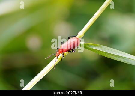 Scarabeo rosso fuoco, Pirocroidi. Beetle si siede su una lama d'erba in un ambiente naturale. Primo piano dell'insetto. Foto Stock