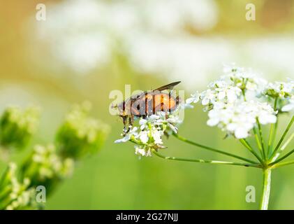 Una mosca di hedgehog, Tachina fera, raccoglie nettare su un fiore. Insetti vicino con sfondo verde naturale. Foto Stock