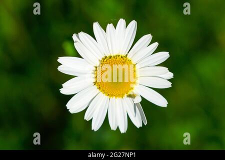 Primo piano di un fiore a margherita. Petali bianchi con polline giallo. Fiore bianco con sfondo verde naturale. Foto Stock