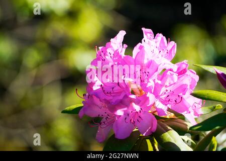 Rododendro. Primo piano della pianta. Grandi fiori rosa. Foto Stock