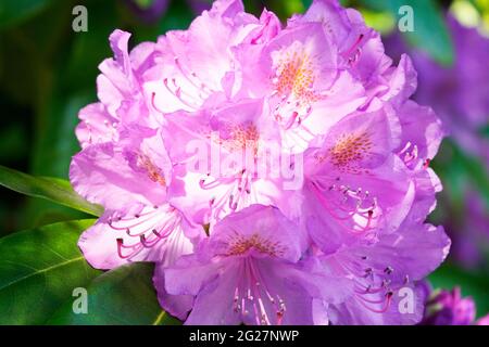 Rododendro. Primo piano della pianta. Grandi fiori rosa. Foto Stock