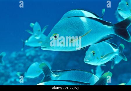 POLINESIA FRANCESE. ISOLE TOAMOTU. L'ATOLLO DI RANGIROA. PRIMO PIANO DI PERCH GIALLO Foto Stock