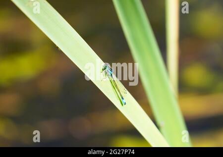 La lancia Azure Maiden si siede su una lama verde di erba. Primo piano libellula in ambiente naturale. Foto Stock