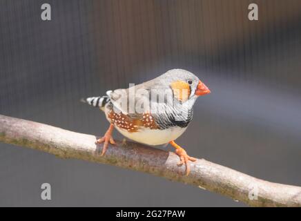 Una piccola zebra si trova su un ramo. Primo piano di un uccello. Tadeniopygia guttata Foto Stock