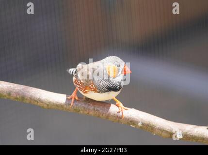 Una piccola zebra si trova su un ramo. Primo piano di un uccello. Tadeniopygia guttata Foto Stock