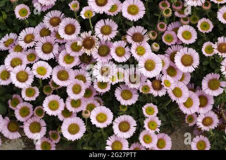 Erigeron glaucus, una pianta di Breeze in fiore, che cresce da un muro costiero nel Regno Unito. Foto Stock