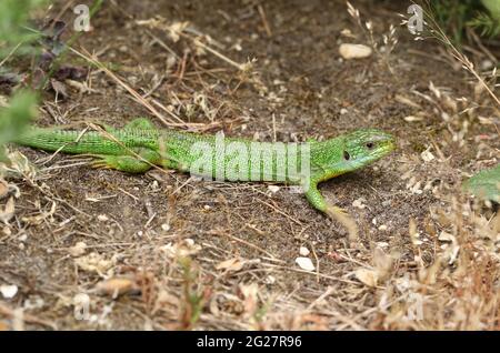 Una rara lucertola verde occidentale, Lacerta Biliniata, (viridis), che si riscalda a terra in una calda ma sovrastata giornata nel Regno Unito. Foto Stock