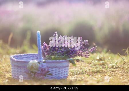 Fuoco selettivo di meraviglioso cesto bianco con bouquet grande di fiori viola aromatici all'interno. Borsa decorata con rose con raccolta fresca, caldo tramonto primaverile in campo su sfondo. Foto Stock