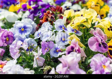 Sfondo estivo di fiori pansy fiorire nel giardino. Foto Stock