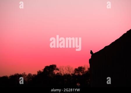 La silhouette comune di uccelli neri e alberi contro un tramonto rosa. Cielo colorato, calma natura serena Foto Stock