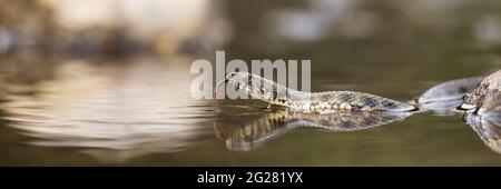 Il serpente dei dadi galleggia sull'acqua ed esce dalla lingua con lo spazio di copia Foto Stock