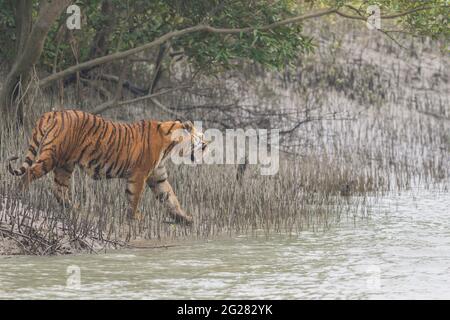 Dominante adulto maschile tigre Bengala serpeggiante e camminare lungo il fanghflat con radici esposte verso l'acqua nel canale alla riserva della tigre Sundarban, West ben Foto Stock