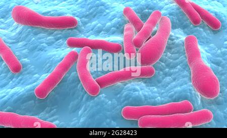 Illustrazione biomedica dei batteri botulinici di Clostridium. Foto Stock