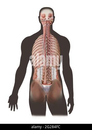Muscoli spinali profondi e muscoli intercostali. Foto Stock
