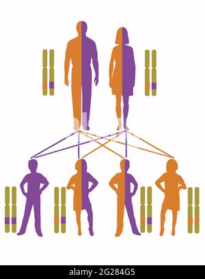 Infografica che mostra il modello di ereditarietà per i geni autosomici recessivi. Foto Stock