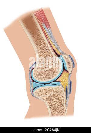 Sezione trasversale laterale dell'articolazione del ginocchio che mostra le strutture interne. Foto Stock
