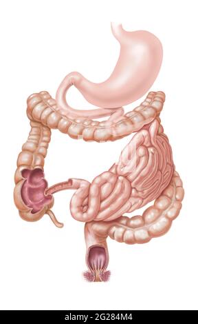 Stomaco, intestino tenue e retto su sfondo bianco. Foto Stock