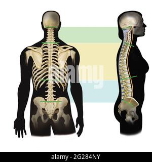 Vista laterale e dorsale della colonna vertebrale che mostra divisioni cervicali, toraciche e lombari. Foto Stock