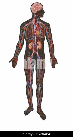 Sistema circolatorio a corpo intero (con reni) su sfondo bianco. Foto Stock
