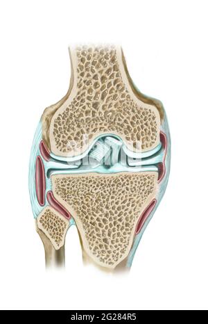 Vista frontale della sezione ginocchio per mostrare le strutture interne. Foto Stock