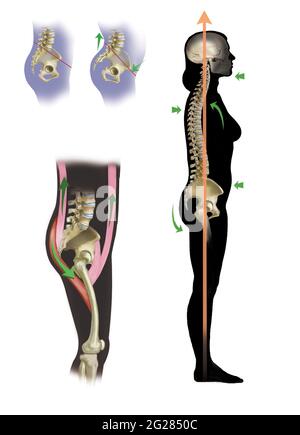 Posizione del bacino in posizione corretta e l'effetto dei muscoli dorsali e ventrali sul bacino. Foto Stock