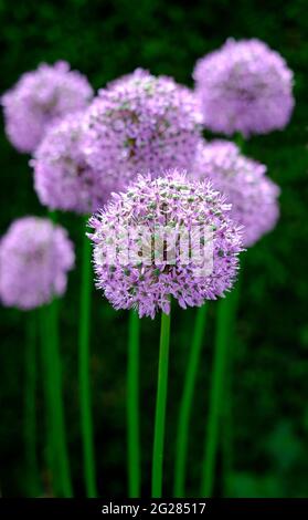 fiori allium in inglese paese cottage giardino, norfolk, inghilterra Foto Stock