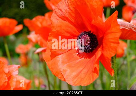 grande fiore rosso papavero in giardino inglese di campagna, norfolk, inghilterra Foto Stock