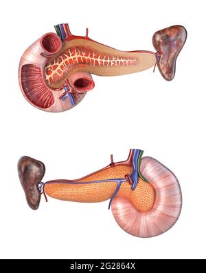 Anatomia del pancreas umano e del duodeno, vista in sezione trasversale, vista frontale e posteriore. Foto Stock