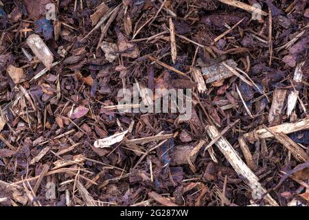 immagine di chippatura del legno per pacciame e copertura del terreno per prevenire le erbacce e contenere l'umidità per gli allotti dei giardini e le aree del parco Foto Stock