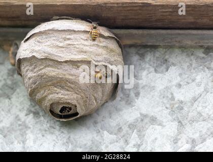 primo piano di un nido di vespe abitato fatto da polpa di legno masticata e saliva che mostra insetti circostanti in movimento spazio copia di fondo semplice al carro Foto Stock