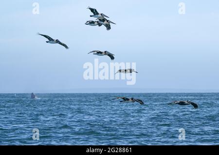 pellicani che volano sopra la balena grigia mentre la spia salta fuori del mare blu Foto Stock