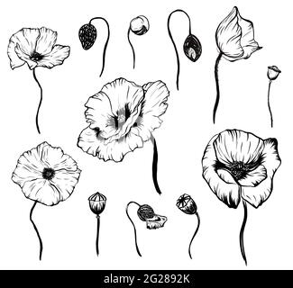 Set di papavero disegnato a mano. Elemento grafico isolato in bianco e nero Foto Stock