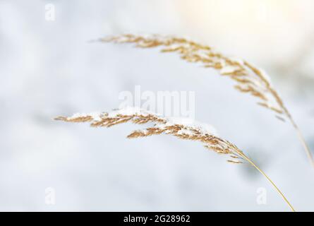 Due lame gialle secche d'erba in inverno sotto la neve. Agrostis exarata, famiglie di cereali. Nomi Spike bentgrass, pasific bengrass, Spike redtop. Foto Stock