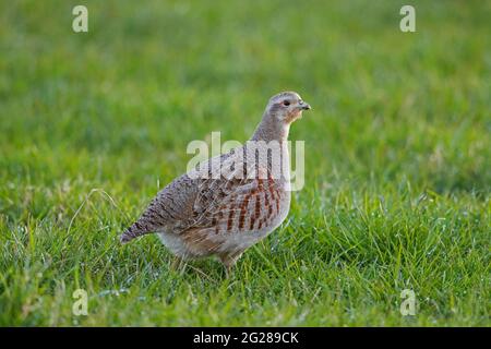 Grey partridge / inglese partridge / hun (Perdix perdix) femmina foraging in prato in primavera Foto Stock