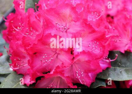 Bouquet di fiori, boccioli rossi e petali Foto Stock