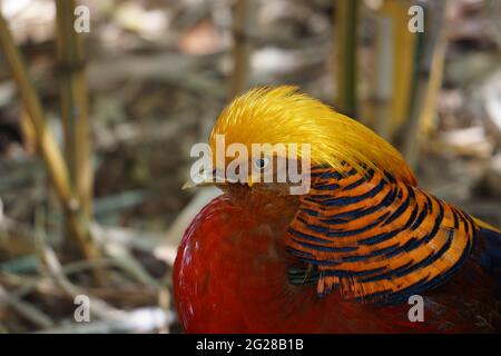 Ritratto di un fagiano maschio d'oro (Chryslophus pictus) conosciuto anche come un fagiano cinese o arcobaleno su uno sfondo sfocato di bambù naturale. Foto Stock
